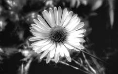 vadvirág százszorszép fekete-fehér