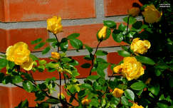 sárga rózsa, kerti virág, magyarország