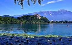 szlovénia tó várak és kastélyok hegy címlapfotó tavirózsa tavasz alpok bledi-tó
