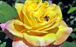 rózsa méh rovar