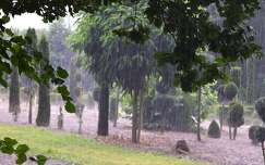 kertek és parkok címlapfotó eső