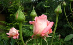 bimbó rózsa