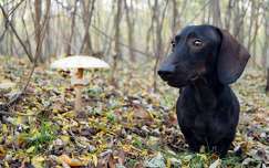ősz címlapfotó kutya gomba