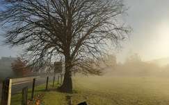 ősz fa címlapfotó köd