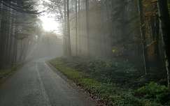 út címlapfotó köd erdő