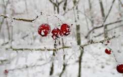 címlapfotó zúzmara csipkebogyó tél gyümölcs színes