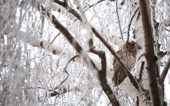 madár bagoly címlapfotó tél