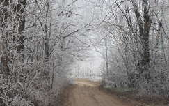 zúzmara út erdő tél