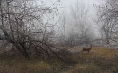 szarvas és őz címlapfotó zúzmara köd tél