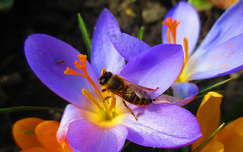 vadvirág rovar tavasz krókusz méh