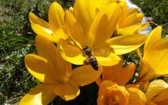 vadvirág tavaszi virág rovar tavasz krókusz méh