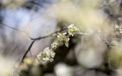 Primavera, Fiore di Prunus