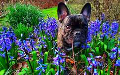 tavaszi virág címlapfotó tavasz jácint kutya