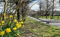 kerítés tavaszi virág út nárcisz címlapfotó tavasz írország