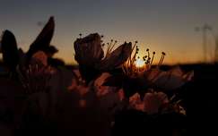 naplemente tavasz gyümölcsfavirág címlapfotó