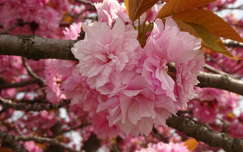 Japán cseresznyefa virága