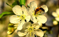 címlapfotó rovar tavasz gyümölcsfavirág méh