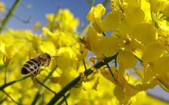 tavasz címlapfotó méh rovar