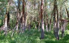 Vízszintjelző fák a Szentendrei-szigeten