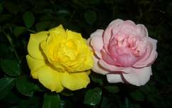 Rózsa színei