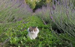 vadvirág címlapfotó levendula macska nyár