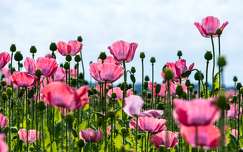 pink, lila, pipacs, nyár, mező, erdő, zöld, virág, szirom