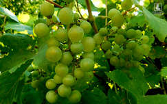 szőlő gyümölcs
