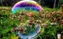 vadvirág címlapfotó nyár buborék