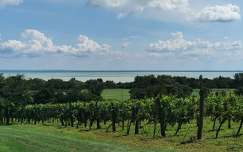 szőlőültetvény balaton tó magyarország