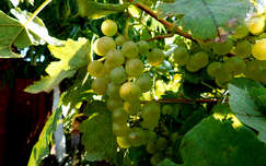 szőlő gyümölcs nyár