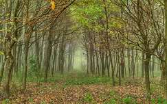 ősz címlapfotó köd erdő