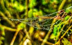 pókháló ősz vízcsepp