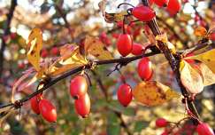 ősz csipkebogyó gyümölcs színes