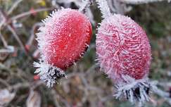 címlapfotó zúzmara csipkebogyó tél gyümölcs