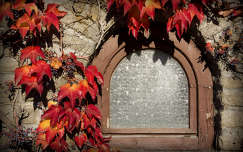 ősz levél címlapfotó ablak