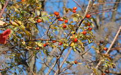 ősz csipkebogyó gyümölcs