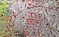 címlapfotó zúzmara csipkebogyó tél gyümölcs