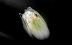 A fehér vérvirág bimbó  tudományos neve Haemanthus albiflos.