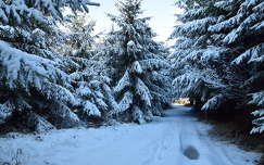 fenyő út örökzöld erdő tél