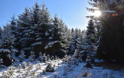 fény fenyő címlapfotó örökzöld erdő tél