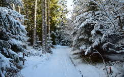 fenyő út címlapfotó örökzöld erdő tél