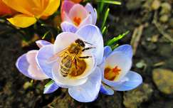 vadvirág tavaszi virág címlapfotó rovar tavasz krókusz méh