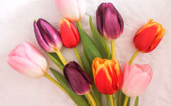 tulipán tavaszi virág címlapfotó virágcsokor és dekoráció
