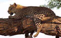 nagymacska címlapfotó leopárd