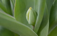 tulipán bimbó tavaszi virág