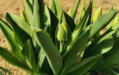 tulipán bimbó tavaszi virág