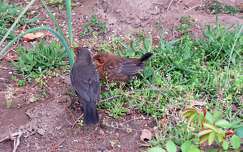 feketerigó madárfióka madár rigó állatkölyök