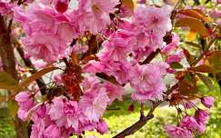 japán cseresznye tavasz címlapfotó virágzó fa