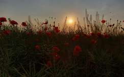 naplemente vadvirág pipacs repceföld nyár