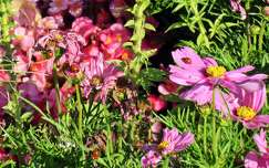 nyári virág pillangóvirág katicabogár rovar